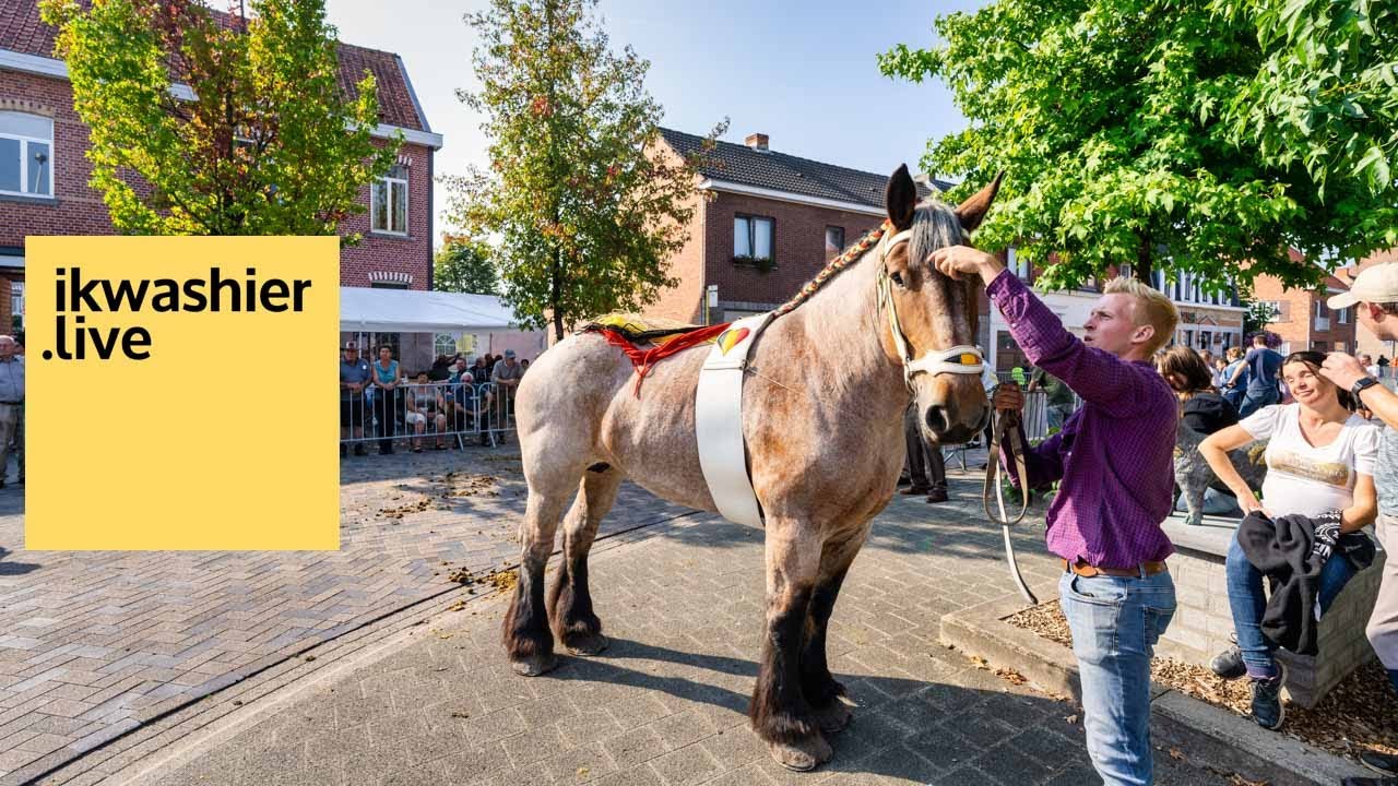 Jaarmarkt Zogge 2021 met keuring 117 Belgische trekpaarden, warmbloedpaarden BWP en shetlandpony’s