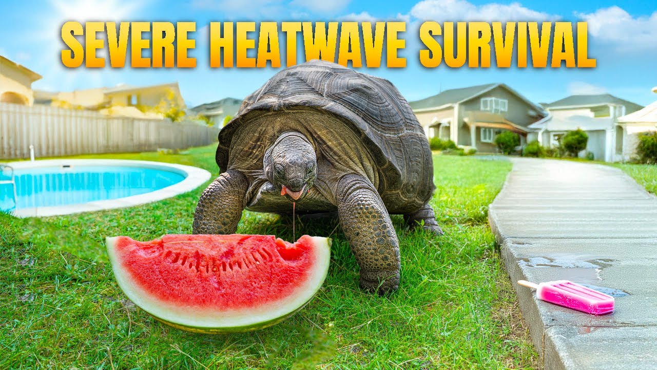 Dangerous Heatwave Slams Garden State Tortoise! Will Rockalina, Otis and Other Animals Be Ok??