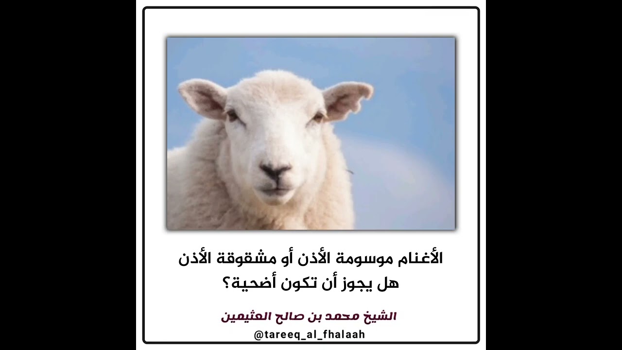 الأغنام موسومة الأذن أو مشقوقة الأذن هل يجوز أن تكون أضحية؟ | العلامة محمد بن عثيمين