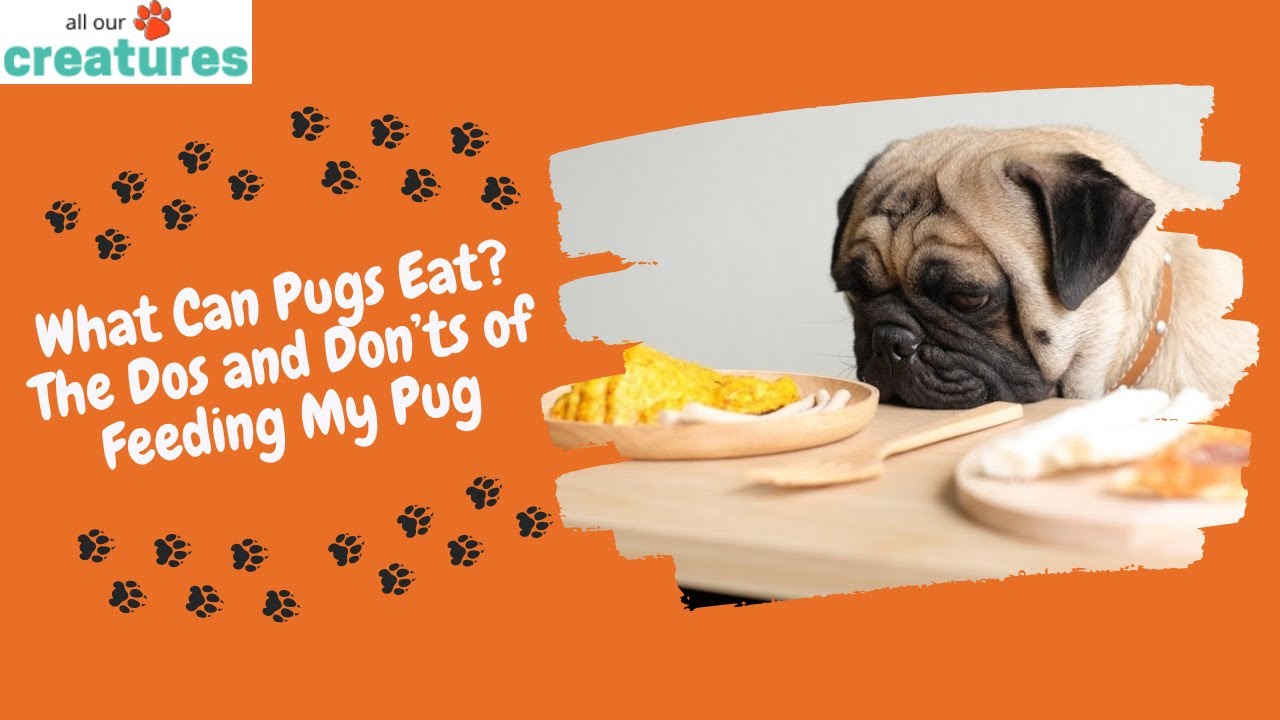 What Can Pugs Eat? The Dos and Don&rsquo;ts of Feeding My Pug