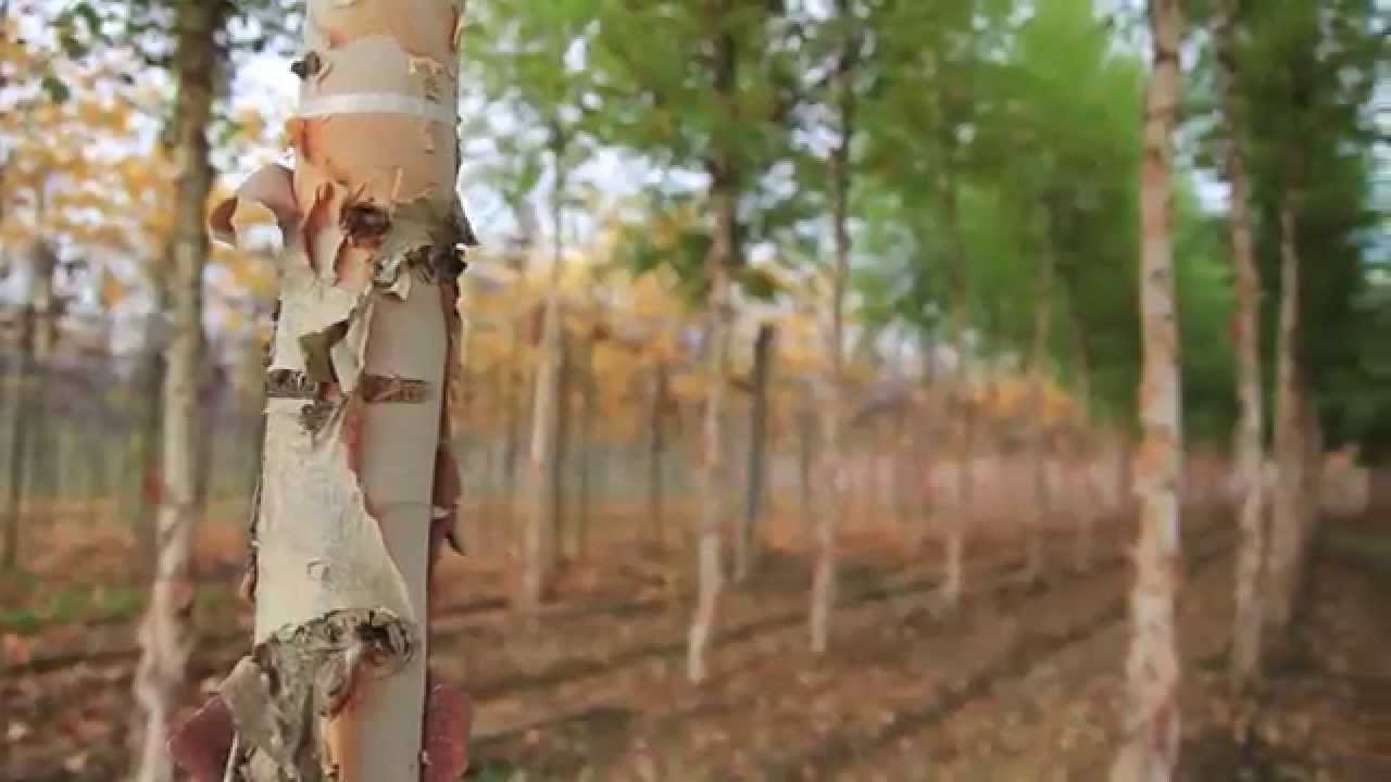 Innocenti & Mangoni Piante - Your Ideas, Our Plants