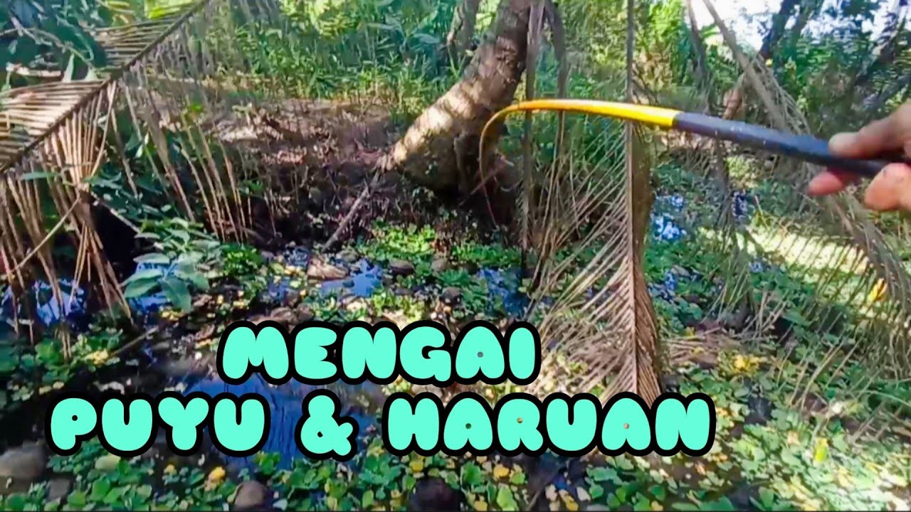 #EP803 Memancing Ikan Puyu tapi Ini Hasilnya