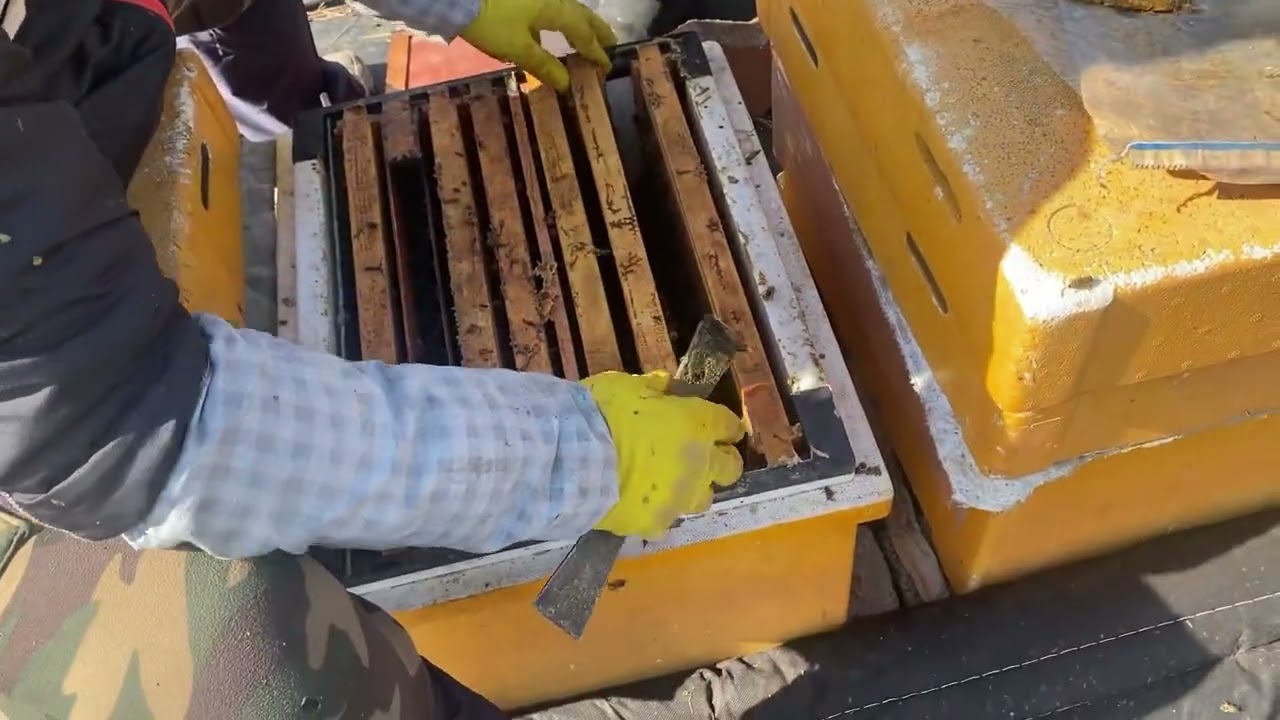 무가온 종봉 분양