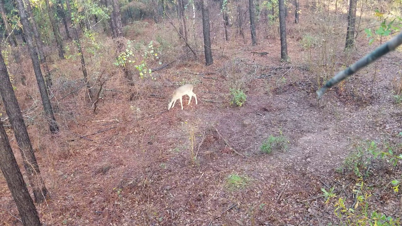Doe kill I'm middle ga. Dead in 3-4 seconds. Simmons shark Broadhead