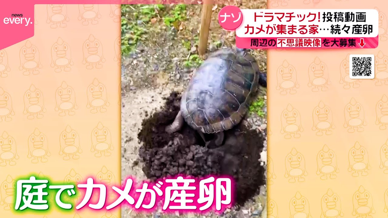 【投稿動画】カメが集まる家のナゾ…続々と産卵『every.特集』