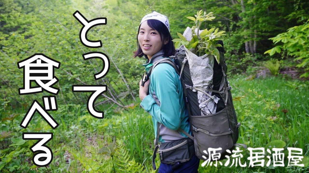 食材さがして釣りキャンプ①山菜を収穫