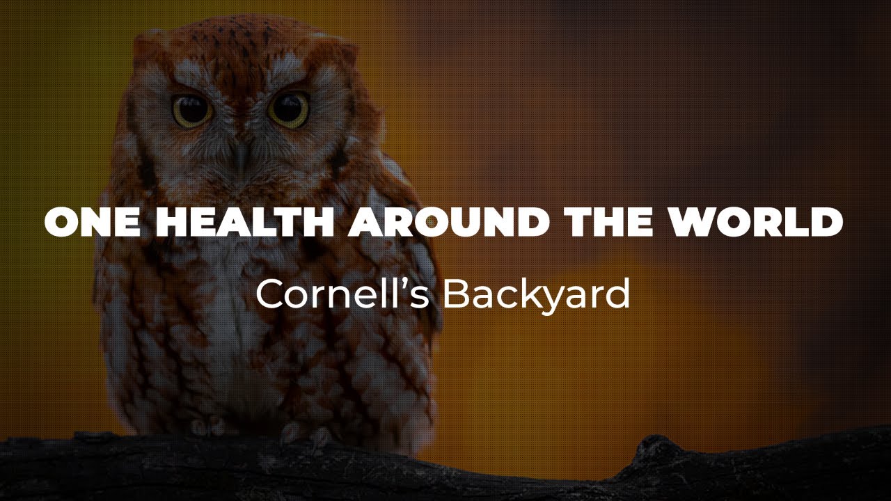 One Health Around the World: Cornell’s Backyard