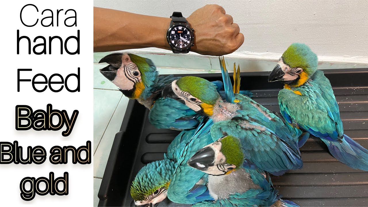 HOW TO HAND FEED BABY BLUE AND GOLD -MACAW🦜