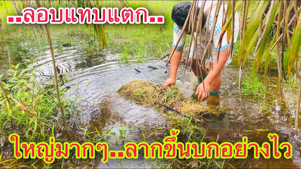 ดักลอบครึ่งบกครึ่งน้ำ..ใหญ่มากๆ..น้ำกระจาย | วิถีพื้นบ้าน เดลิเวอรี่