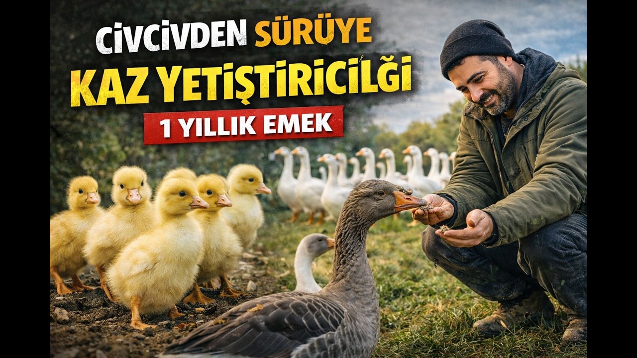 Civcivden Sürüye Kaz Yetiştiriciliği Tecrübem-1 Yıllık Emek