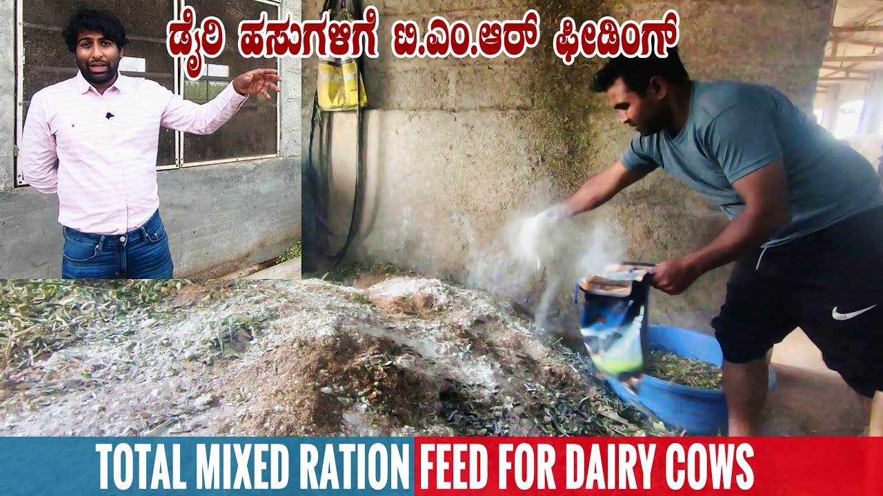 Total Mixed Ration (TMR) for Dairy Cows | Preparation of TMR Feed | Best Feed for Dairy Cows