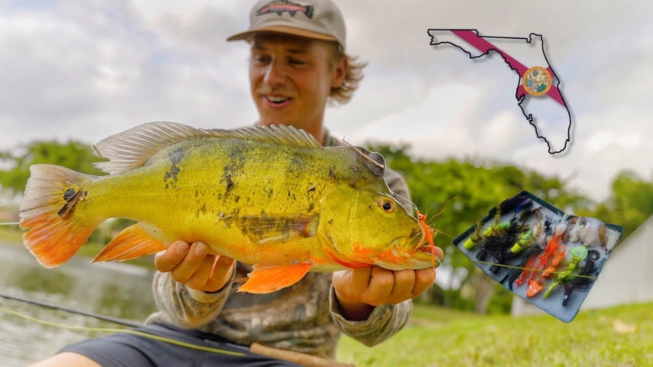 FLORIDA POND FLY FISHING | Peacock Bass