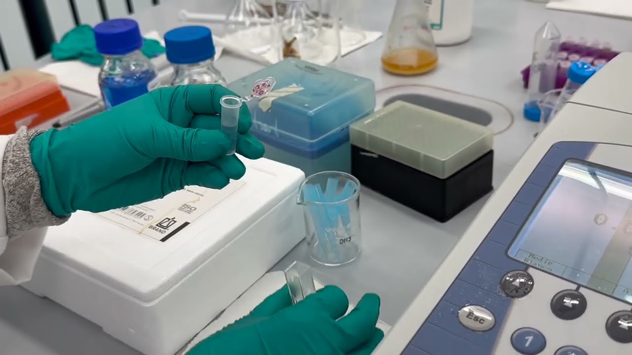 Curva de calibración para la cuantificación de proteína por el método de Biuret