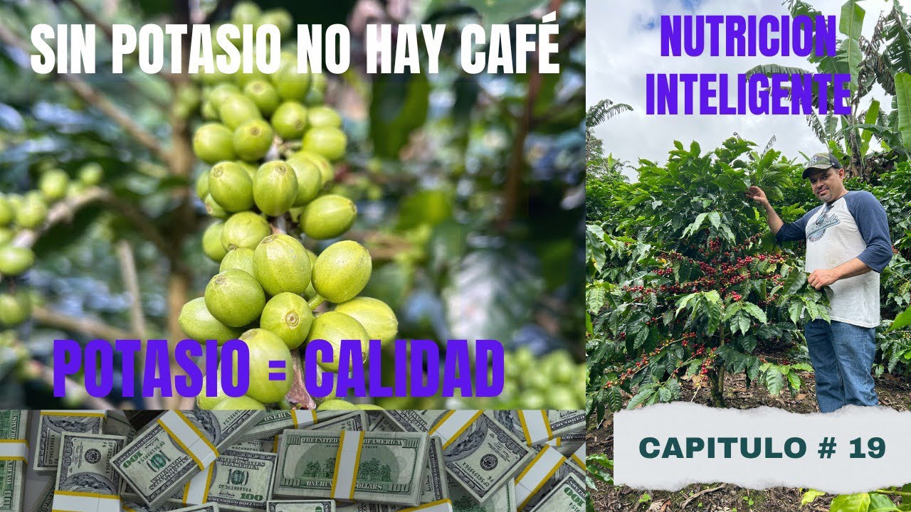 ¿Por qué el potasio define la calidad del café cosechero? #nutricióninteligente #coffee