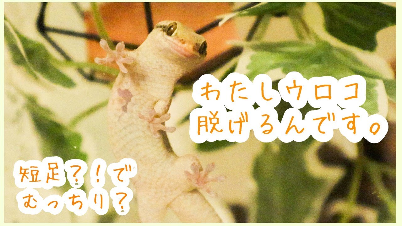 【オオバクチヤモリ】短足ムチムチボディの激かわヤモリをお迎え！