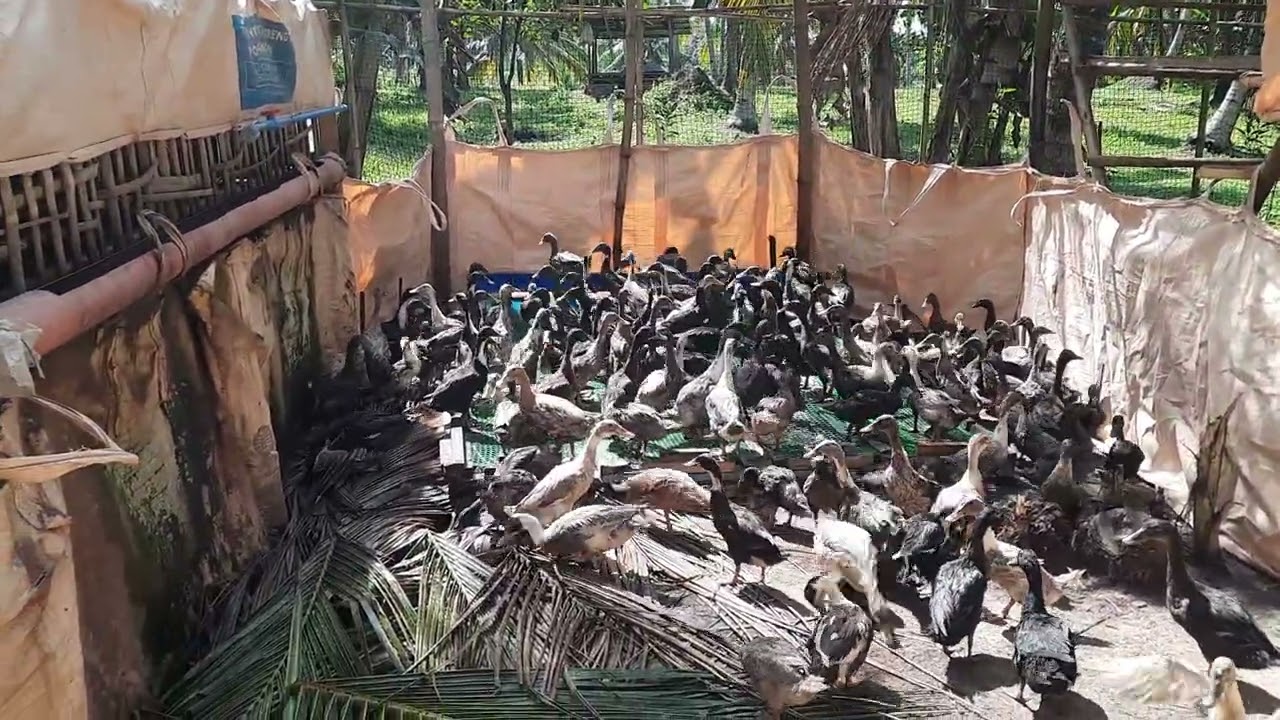 Today's  video  of our duckling  01082026...