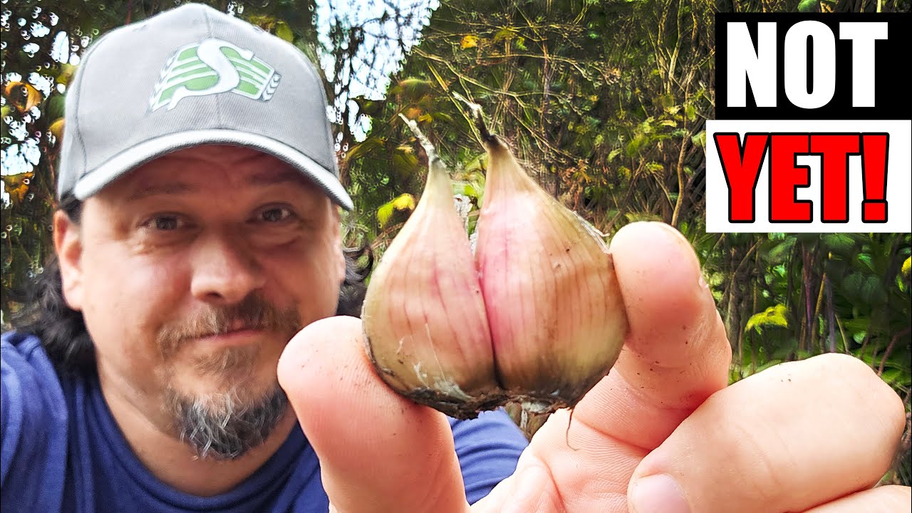 When Exactly To Plant Hardneck Garlic - Garden Quickie Episode 267