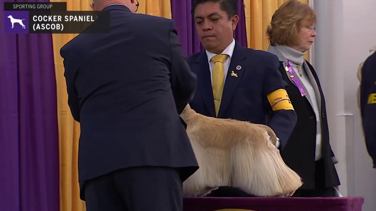Spaniels (Cocker) A.S.C.O.B. | Breed Judging 2020
