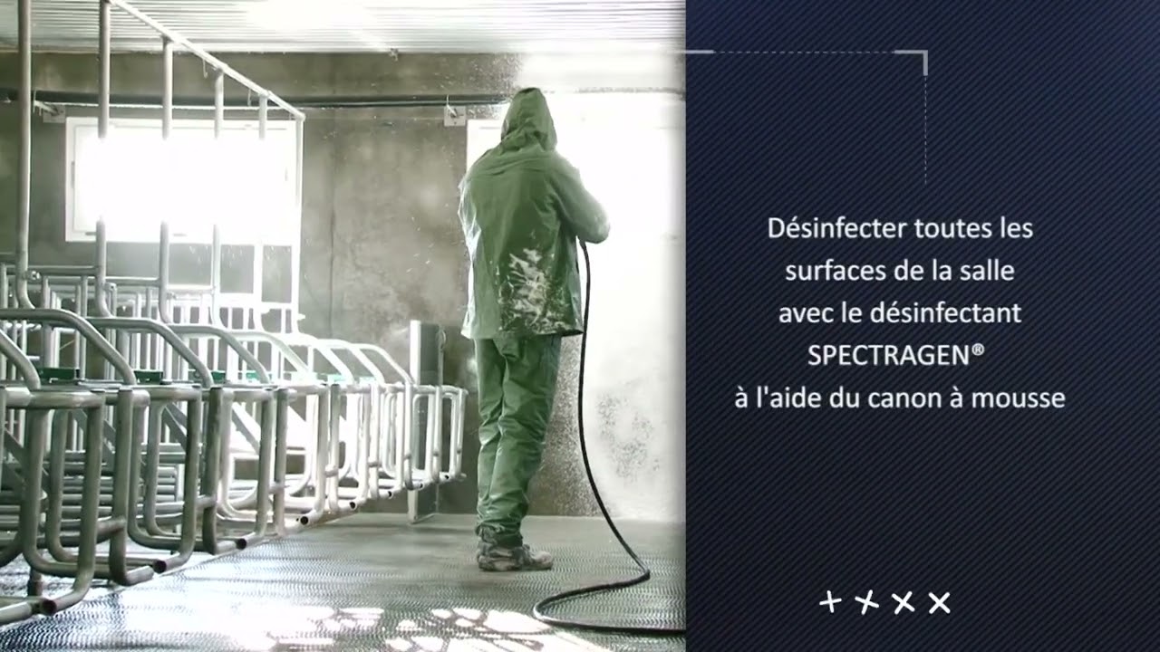 Désinfection élevage de porcs