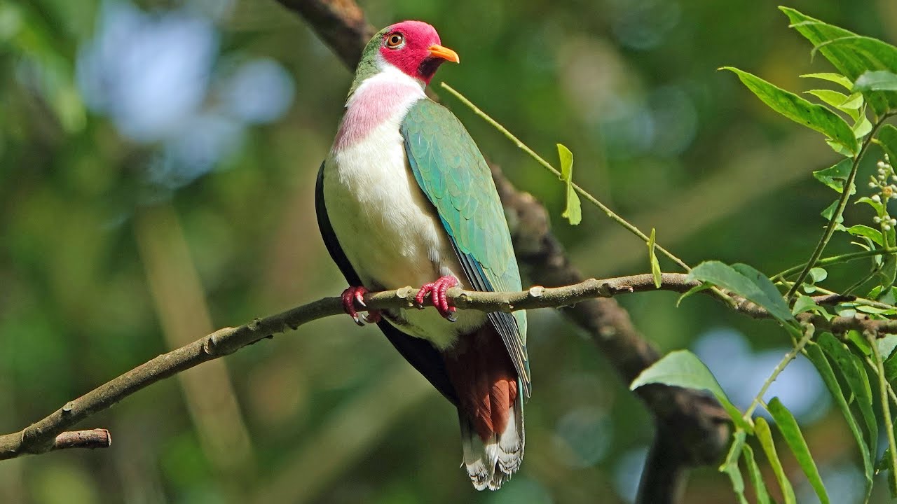Male JAMBU FRUIT DOVE, Singapore