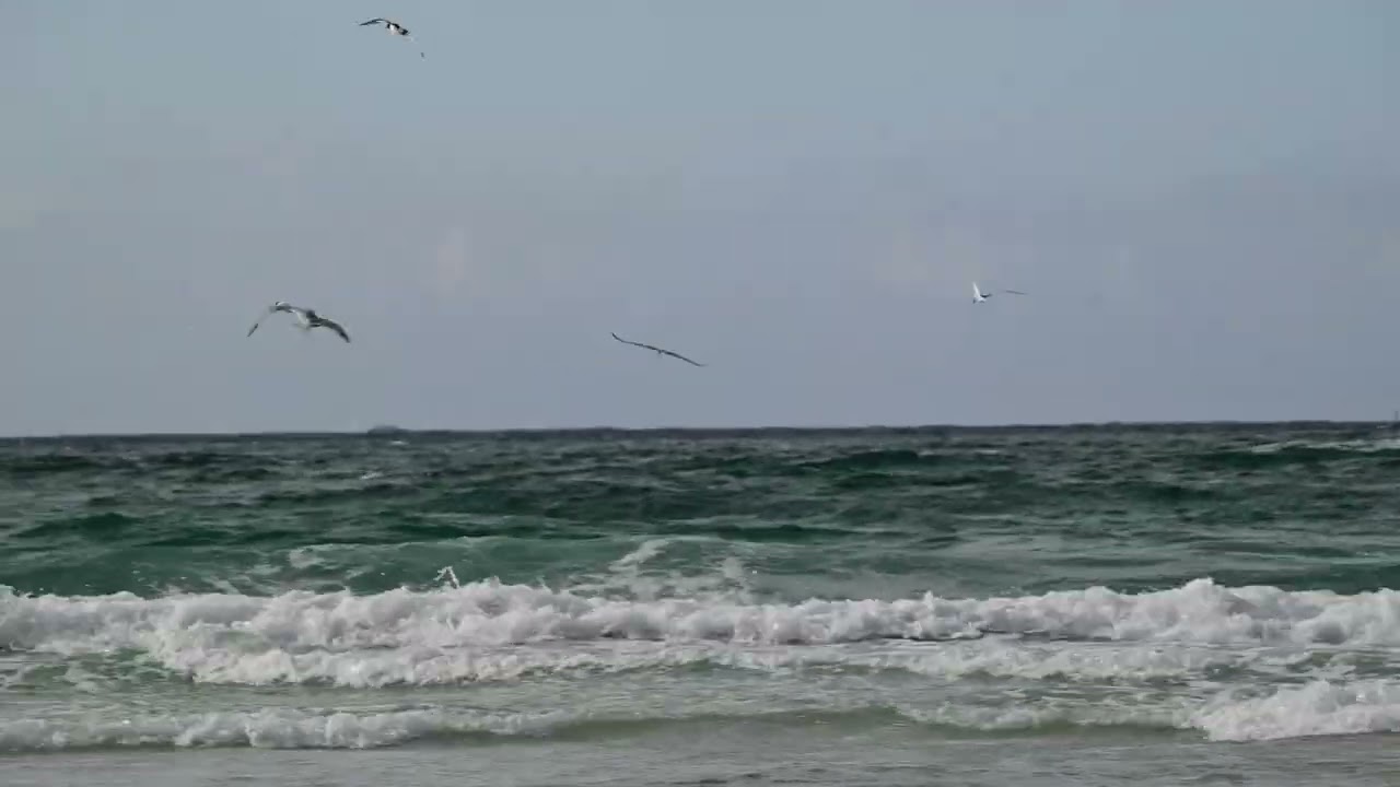 Wildlife on a journey through-Norway Part 1