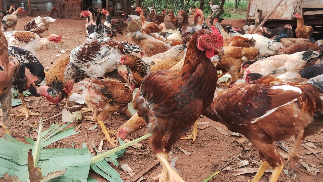 Galinhas Charrua uma mistura de genética melhorada.