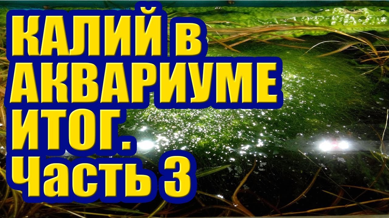 Калий против Водорослей в Аквариуме. Часть 3 Итог. Борьба с Нитчаткой Кладофорой