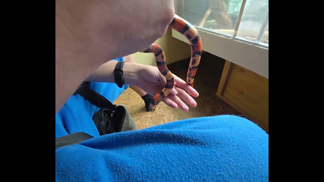 Lampropeltis triangulum Campbelli mutation abricot.elle est devenue très calme