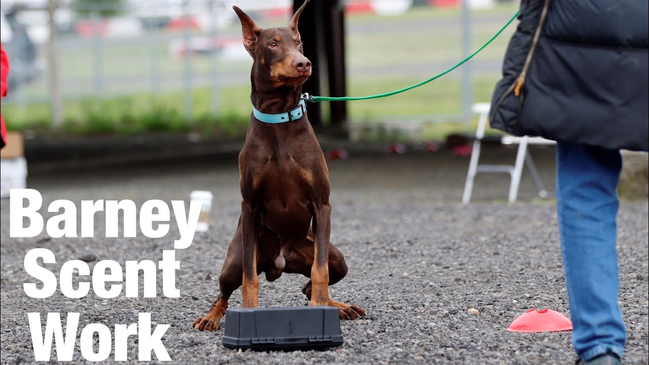 Doberman Barney Competes at AKC Scent Work Trial 6 Q's 4 titles.