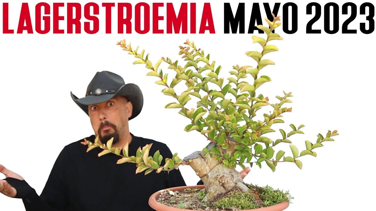 Lagerstroemia BONSAI mayo 2023 - Selección de ramas