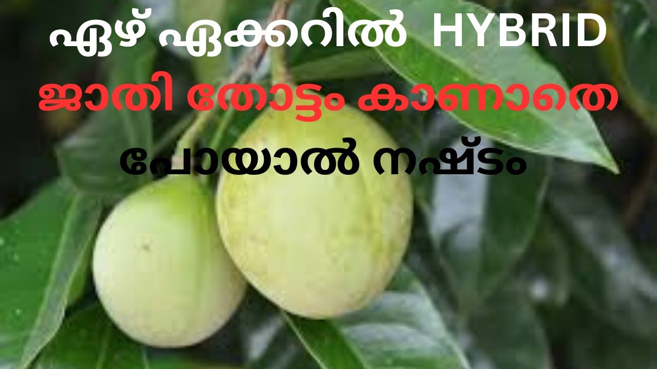 #HYBRIDE ജാതി തോട്ടം കാണാതെ പോയാൽ നഷ്ടം