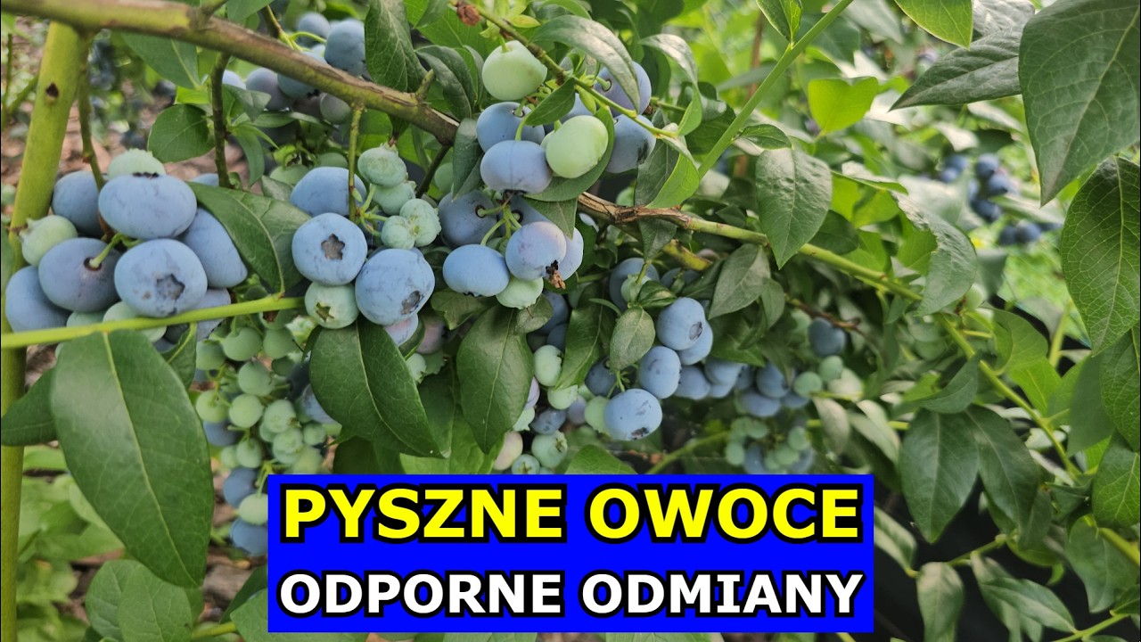 Polecane Odmiany Borówki, Maliny, Truskawki. Świdośliwa Najsmaczniejszy Owoc Świata, Grusza, Jabłoń.