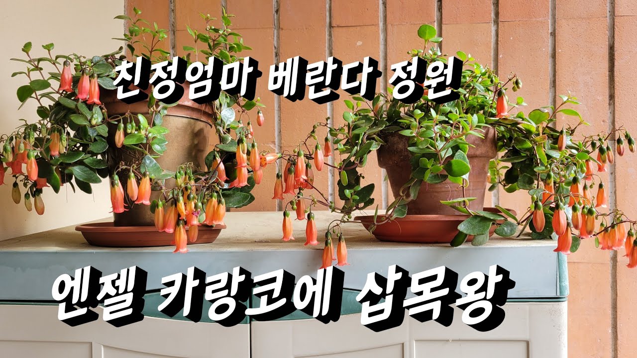 엔젤카랑코에/렌프카랑코에/번식왕 지금이 너무 예쁨니다~~💓💓💓