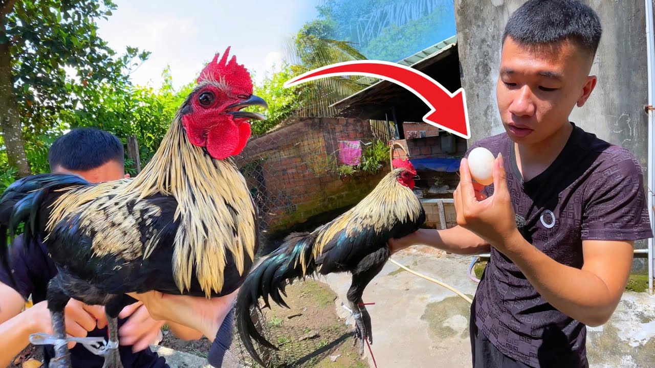 Suýt Xổng Gà Trống Siêu Đẹp Và Lấy Trứng Vịt Mới Đẻ Troll Mẹ 😂 | Tí Xi