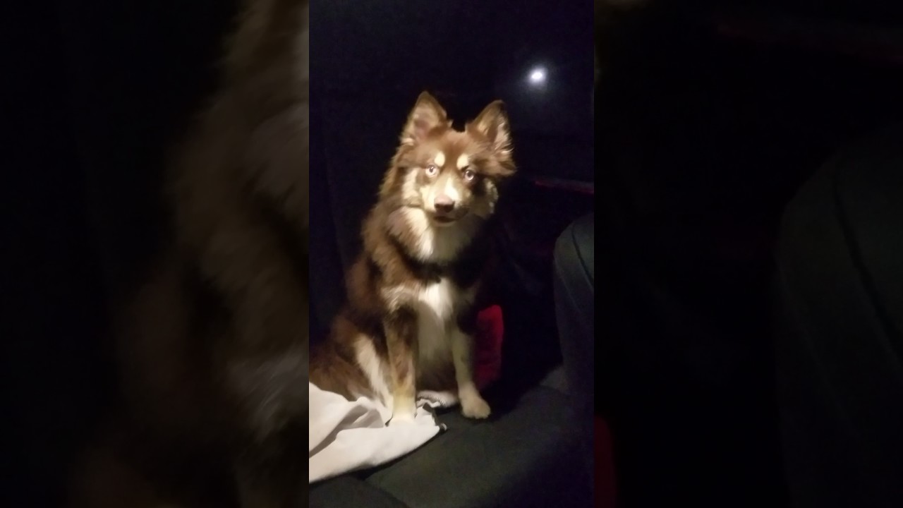 Sasha singing I the car