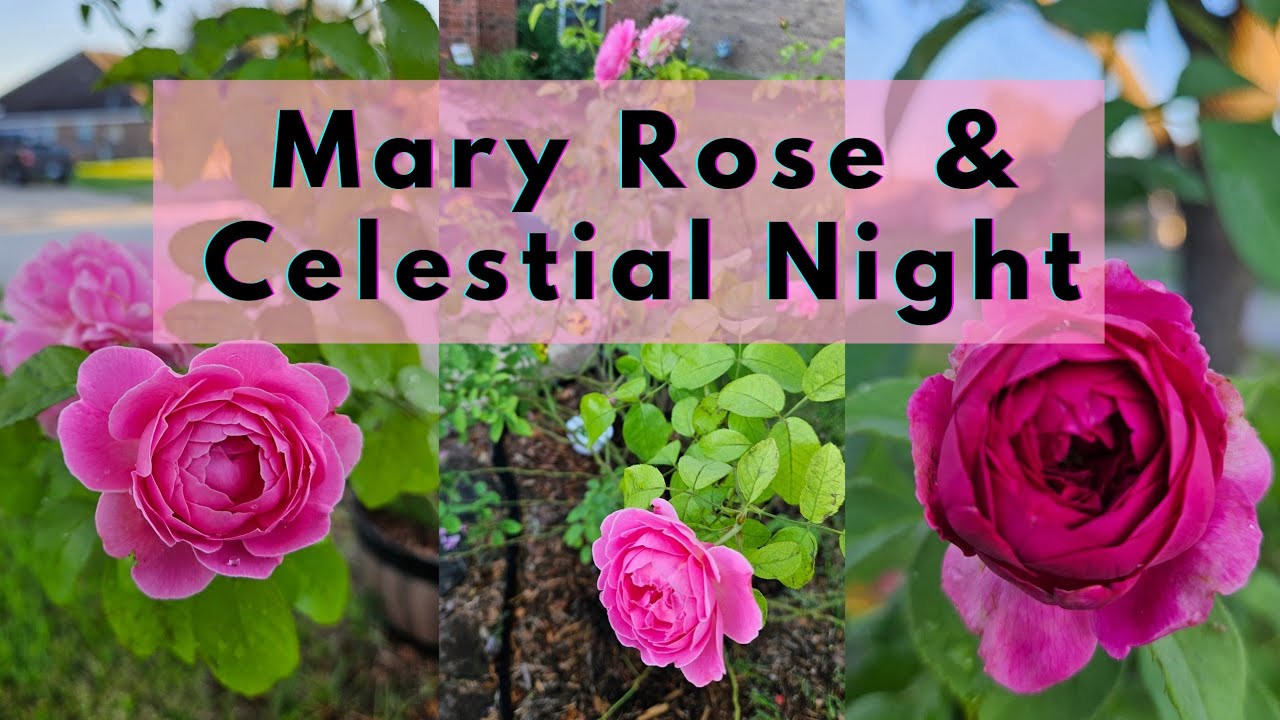 Mary Rose by David Austin & Celestial Night - Sep 2024