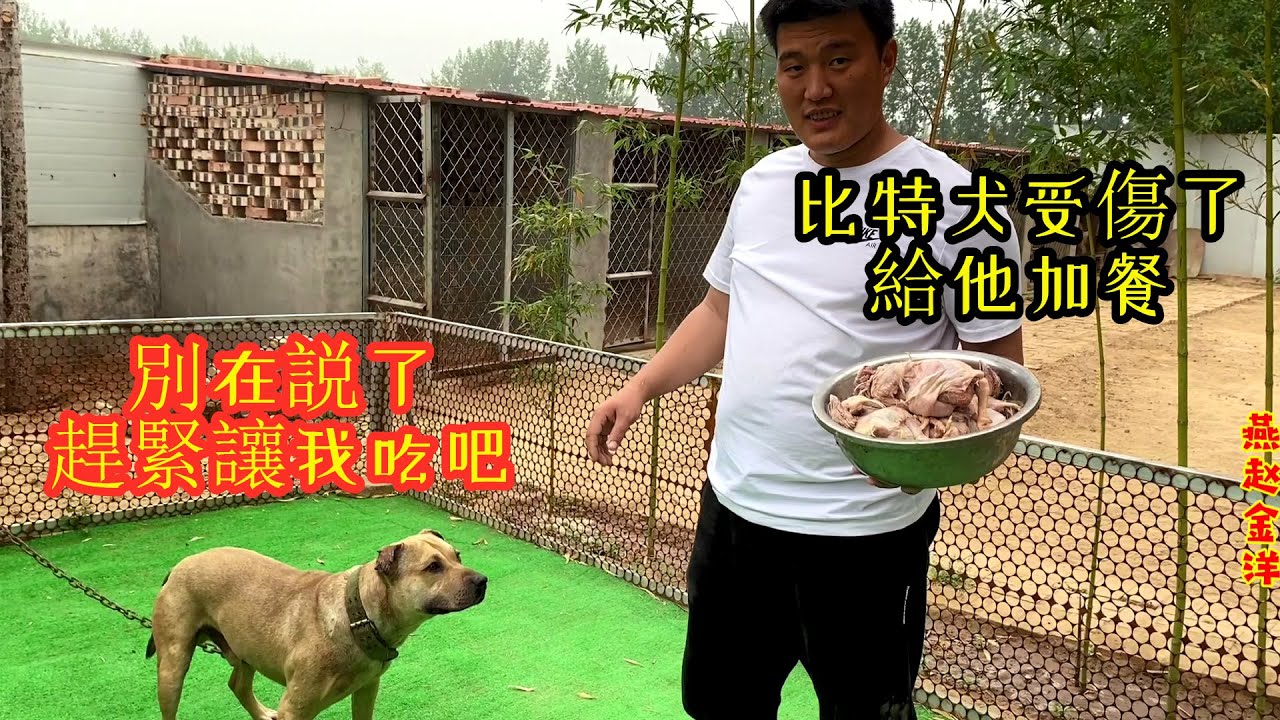比特犬受傷后金洋爲其改善伙食，一盆鷄肉瞬間瞬間吃光