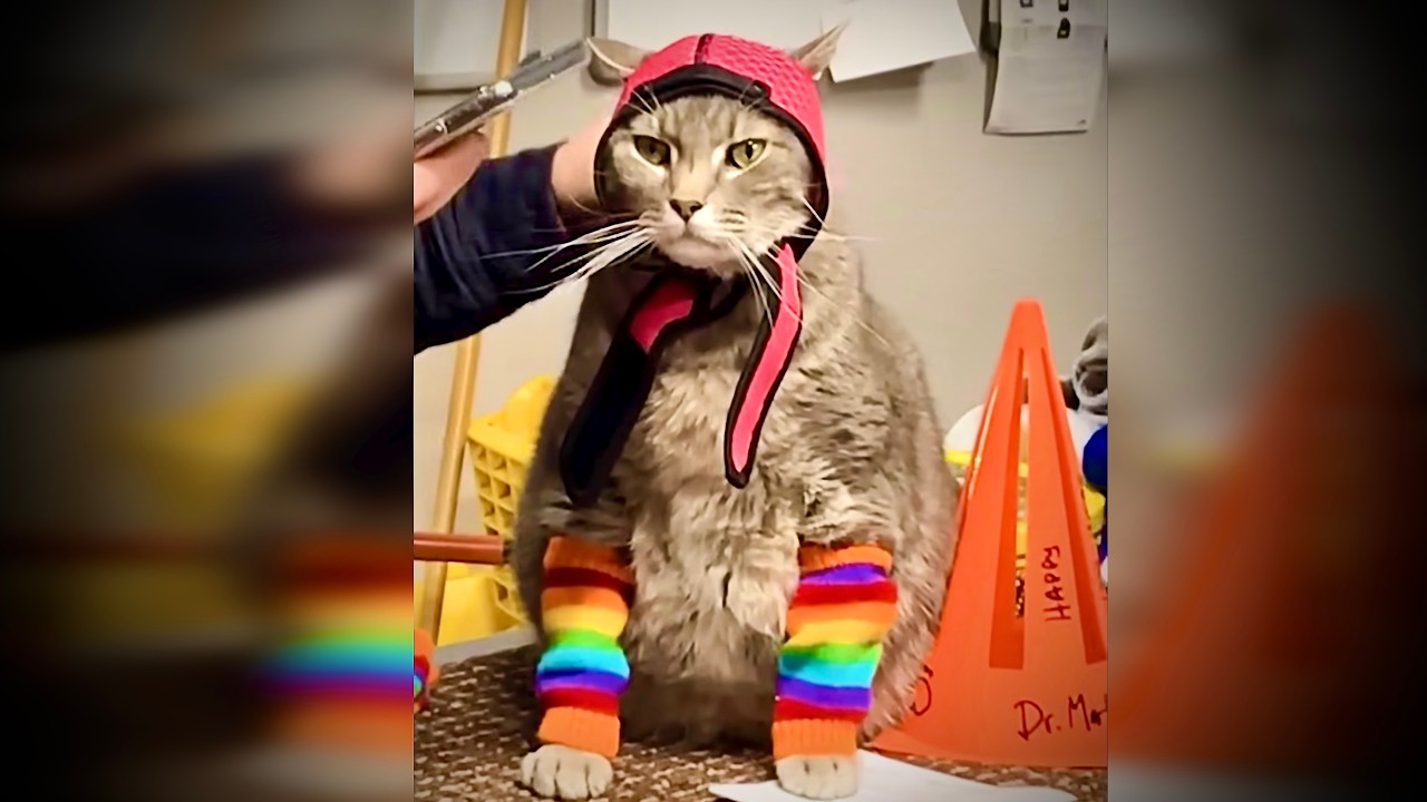 Funny Animals Cats&Dogs Part 34 🐈 & 🐩 #cat #dog #funny #video #kitten #puppy #animals