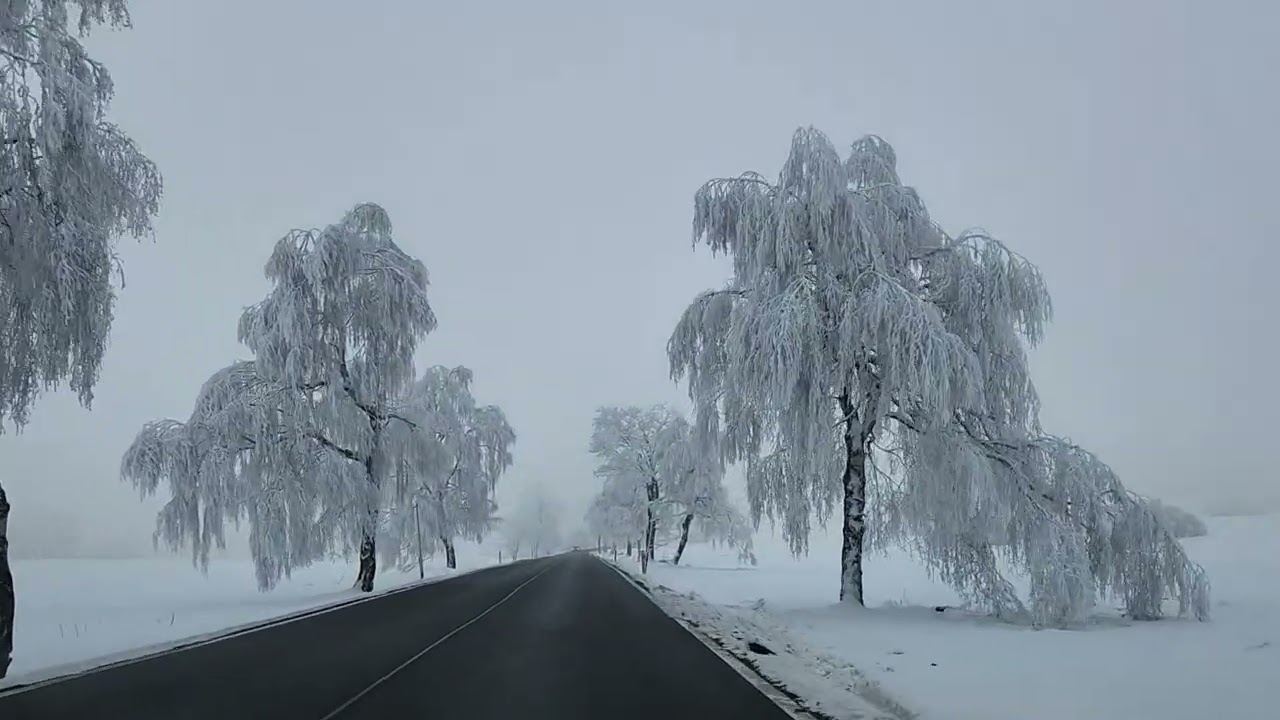 Зимняя прогулка по заснеженному лесу.