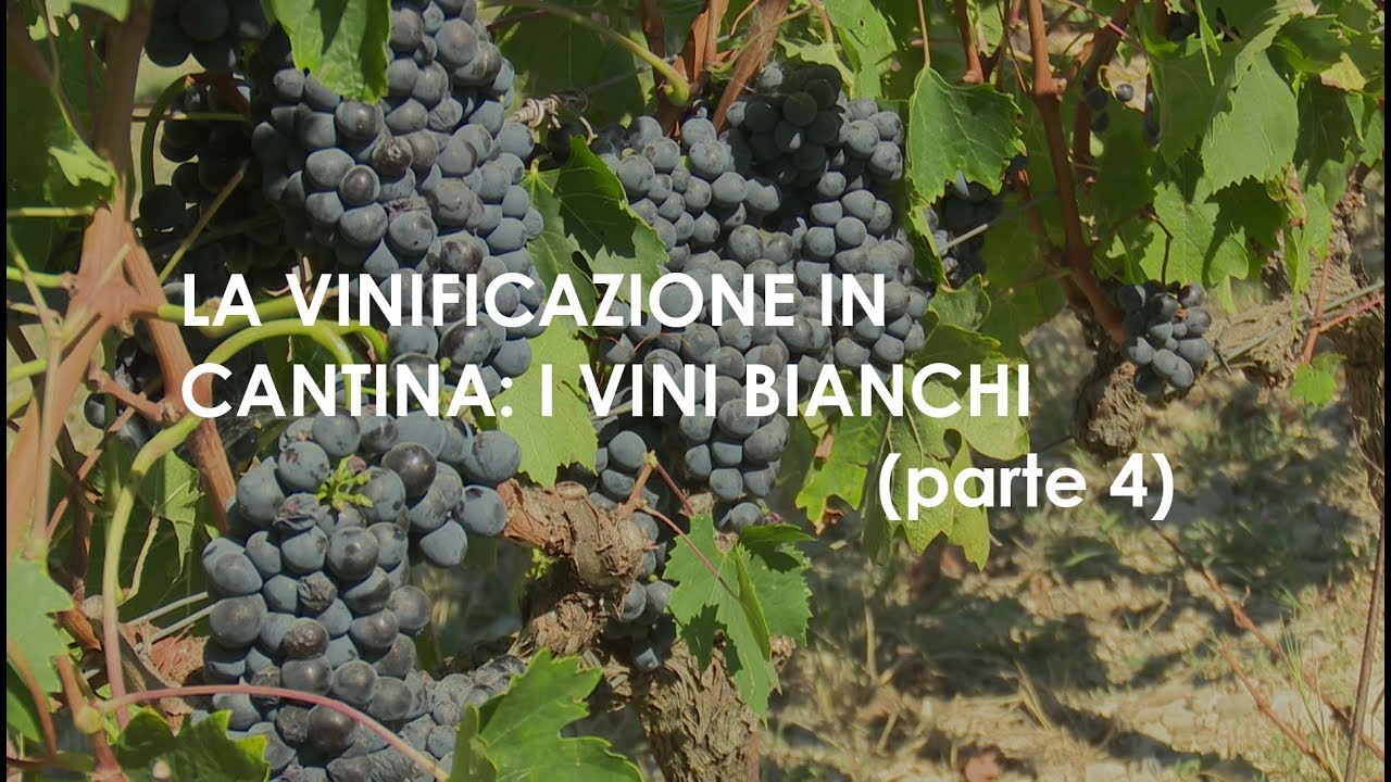 Parte 4   LA VINIFICAZIONE IN CANTINA i vini bianchi