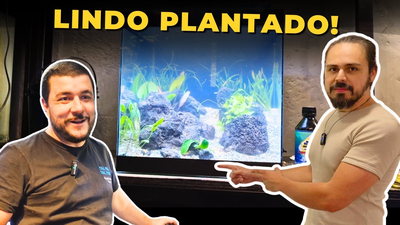 🔴MONTEI UM AQU&Aacute;RIO PLANTADO NA LOJA TAL PAI TAL FISH |Mr. Betta|