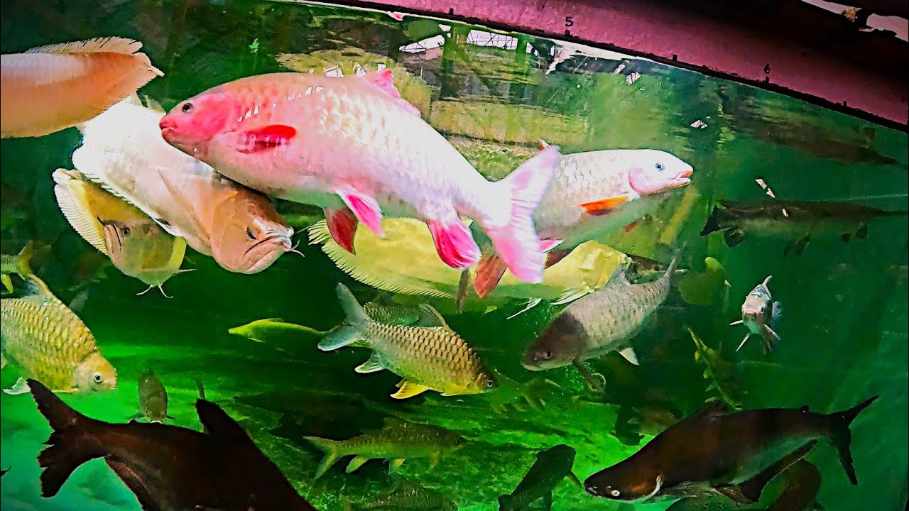 After reshuffle: new and old denizens of the less aggressive 4500 gal