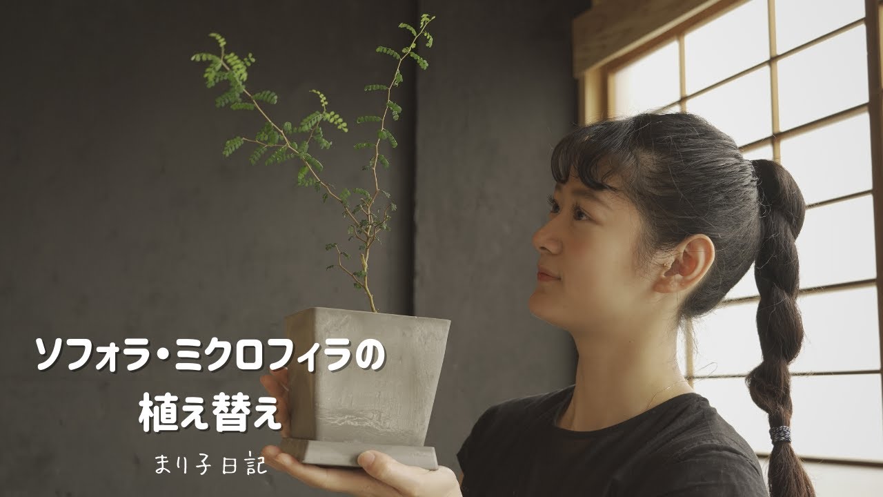 まり子日記 / ソフォラ・ミクロフィラの植え替え