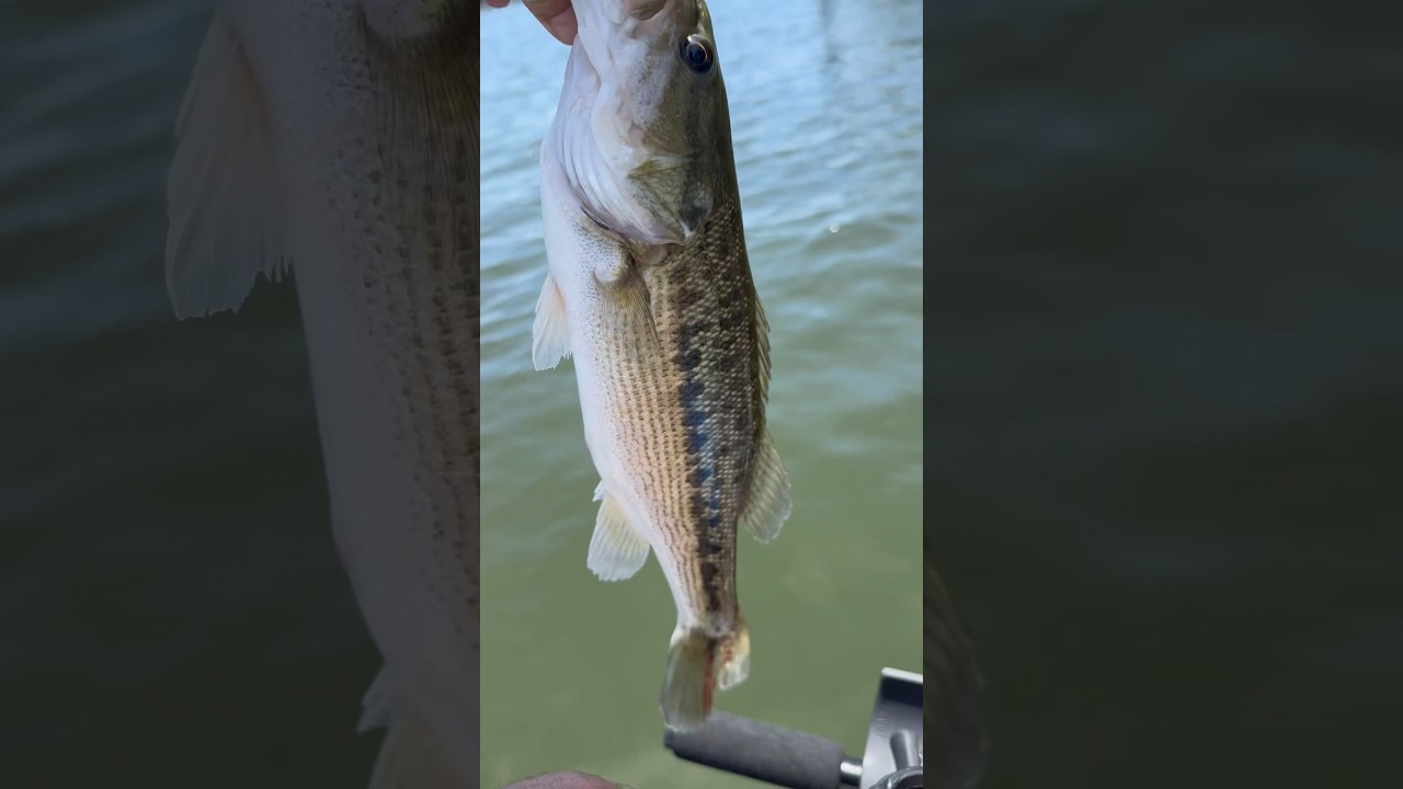 Kayak fishing bass release! 