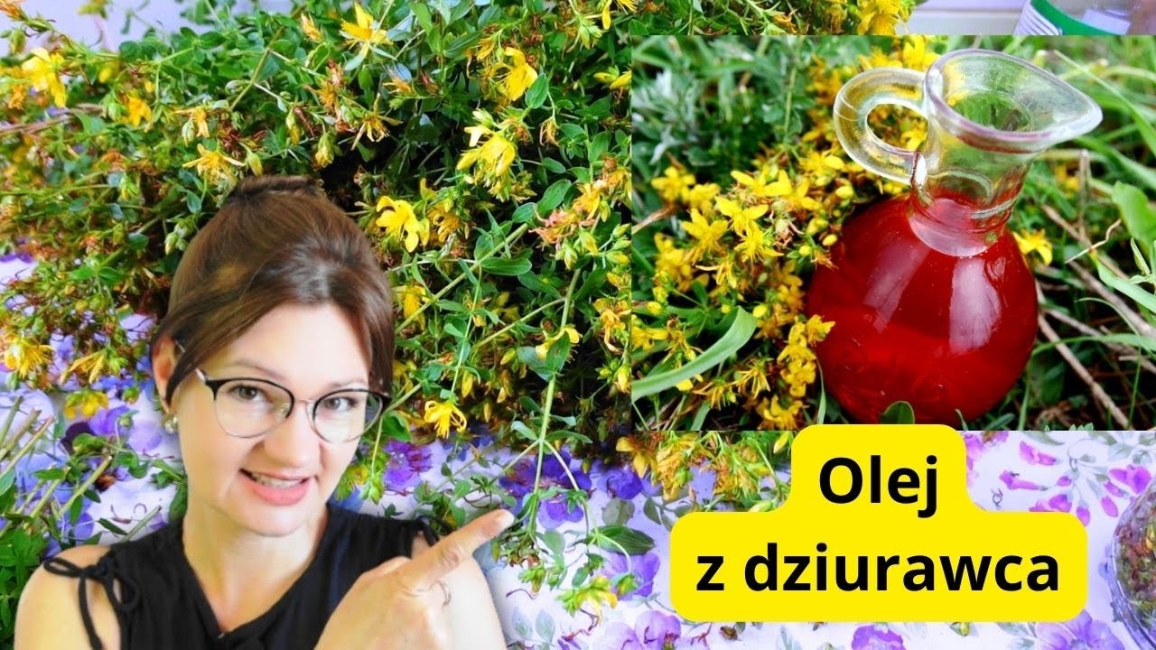 Olej z dziurawca doskonałe lekarstwo na obolałe plecy i na skórę - ulepszony przepis