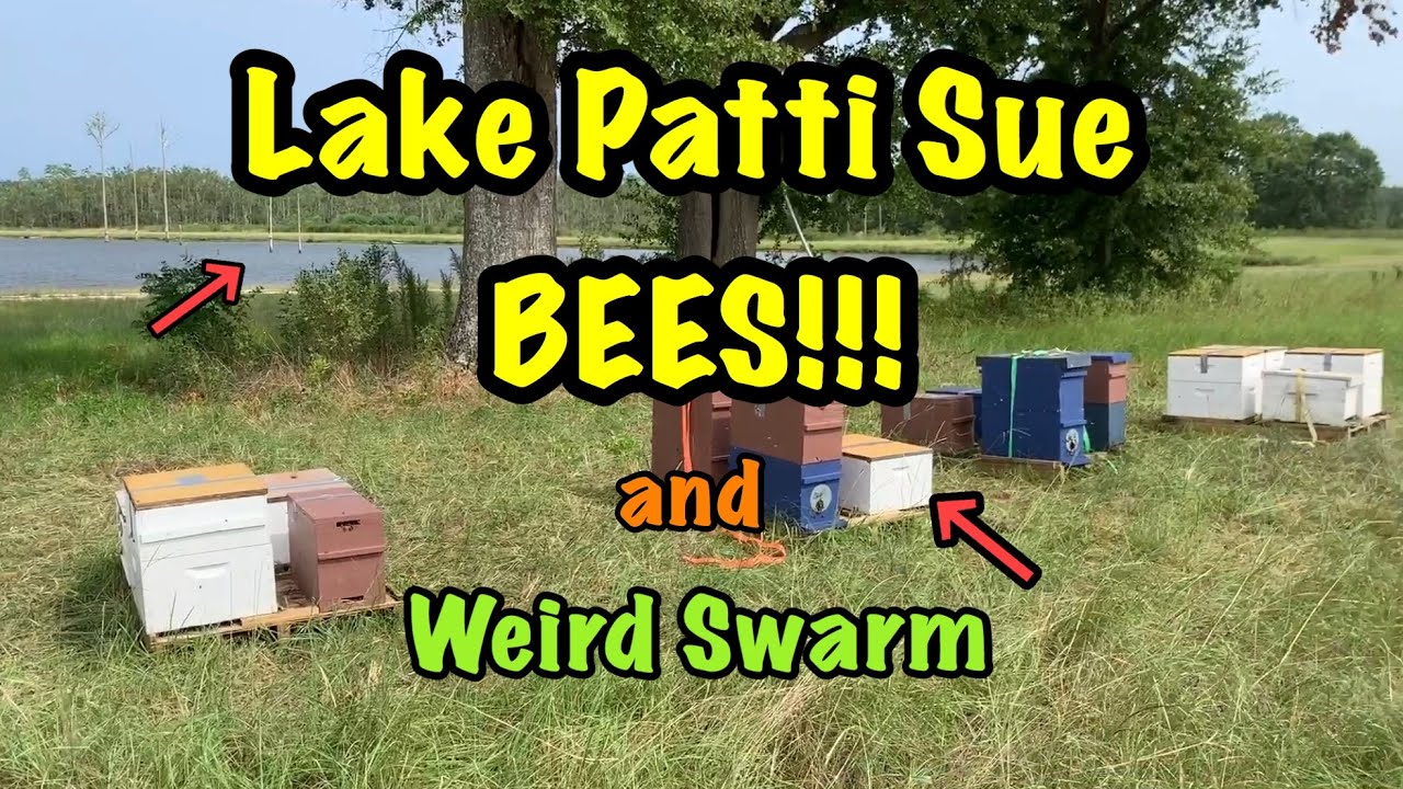 BEES at Lake Patti Sue - WEIRD Swarm Like BEHAVIOR (Were they confused?) - Open FEEDING