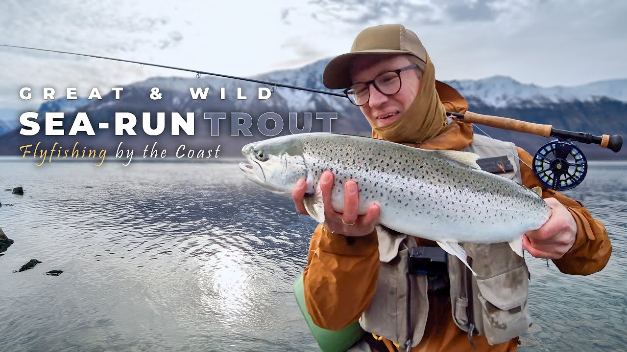 Big Sea‑Trout on the Fly | Coastal Norway Spring Action | Sea‑Run Trout Fly Fishing