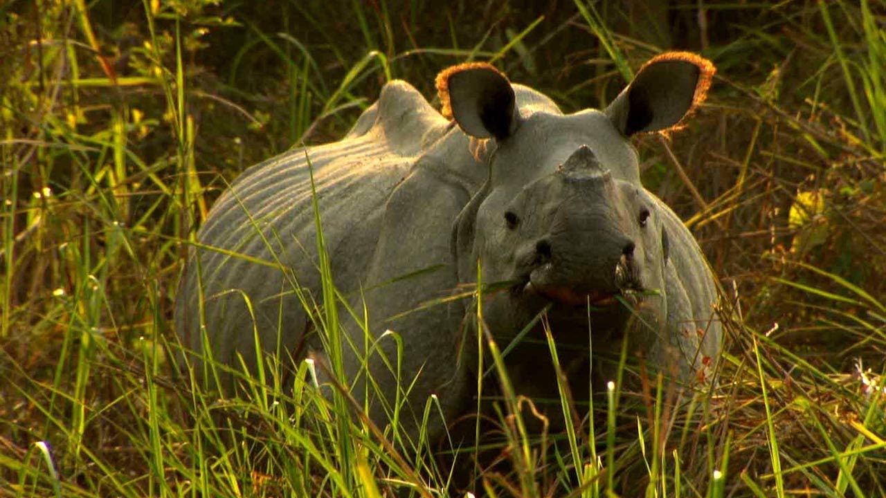 Asian Rhinos