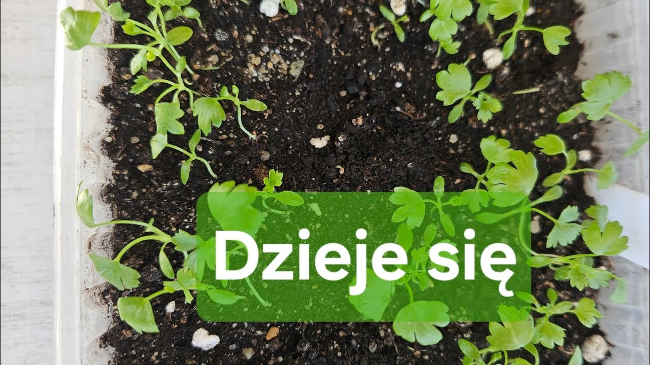 Dzieje się. Selery, Marchewki. Mieszam Mikstury. Przegląd Warzywnika.