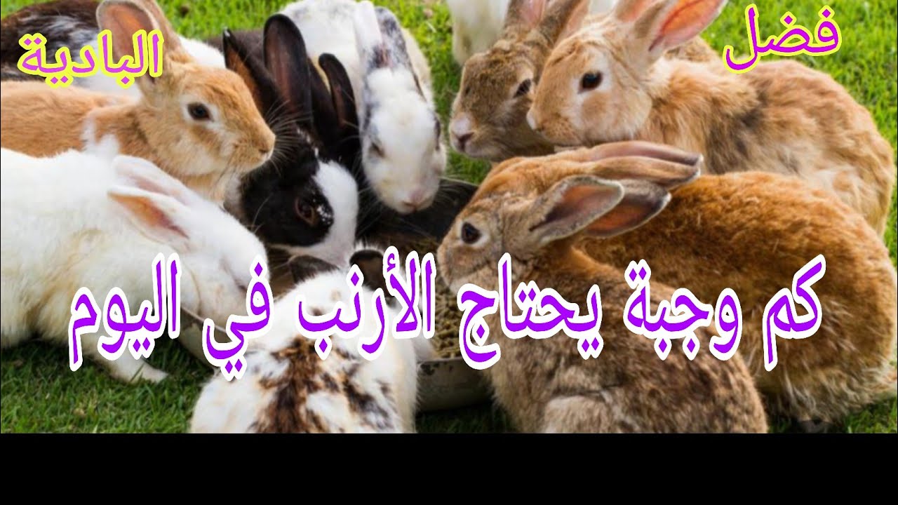 فضل البادية  : شحال تحتاج الارنب من وجبة في اليوم؟ وجبة واحدة  ام وجبتين  #_البادية #_rabbit #_فضل #